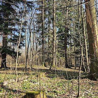 Prodej lesa, 55558m&sup2;