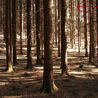 Prodej lesa 60268 m&sup2; Hrdlív