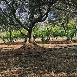 Prodej stavební parcely, 8271m&sup2;