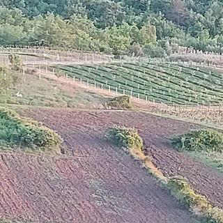 Prodej stavební parcely, 11174m²