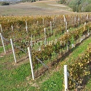 Prodej ostatních pozemků, 130000m&sup2;