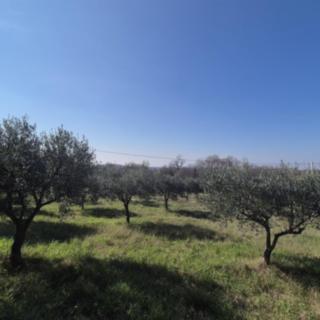 Prodej stavební parcely, 1697m²
