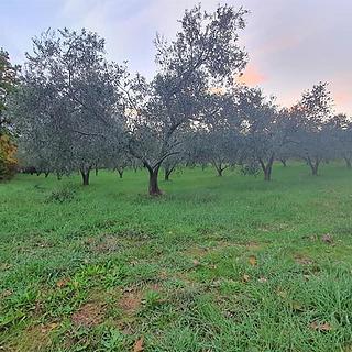 Prodej stavební parcely, 4274m&sup2;