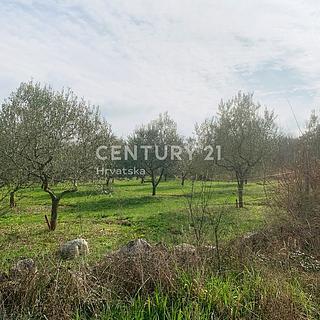 Prodej ostatních pozemků, 5000m²