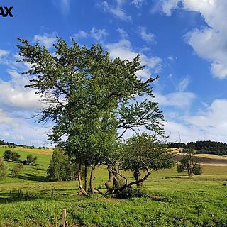 Prodej stavební parcely 1 169 m² Malá Morava Křivá Voda