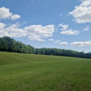 Prodej lesa 694 m² Bílá Lhota