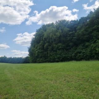 Prodej lesa 2912 m² Bílá Lhota