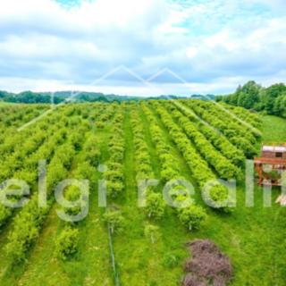 Prodej ostatního pozemku 9 760 m² Polom