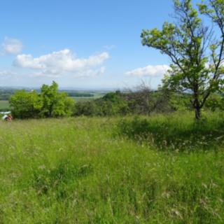 Prodej zahrady 4 210 m² Židlochovice