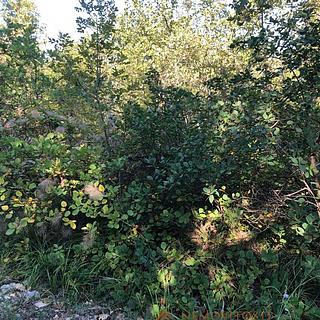 Prodej stavební parcely, 2580m²