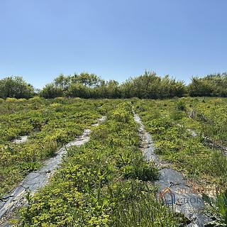 Prodej stavební parcely, 3000m²