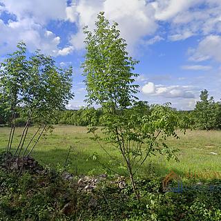 Prodej stavební parcely, 962m²