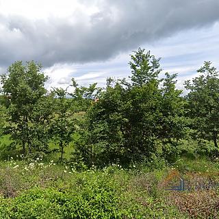 Prodej stavební parcely, 4648m²