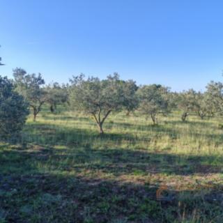 Prodej stavební parcely, 6169m²