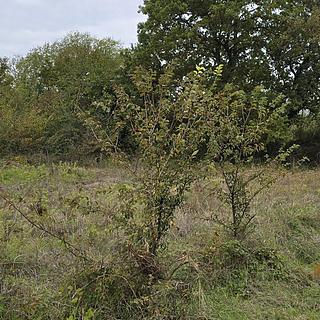 Prodej stavební parcely, 2411m²