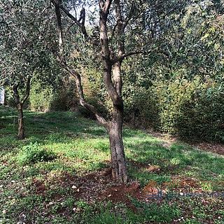 Prodej stavební parcely, 504m²