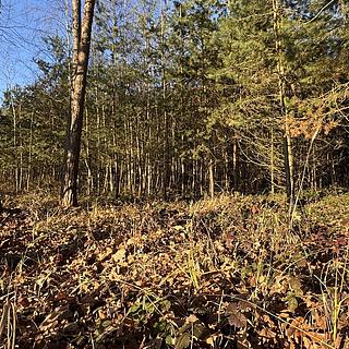 Prodej lesa 8 225 m² Pardubice