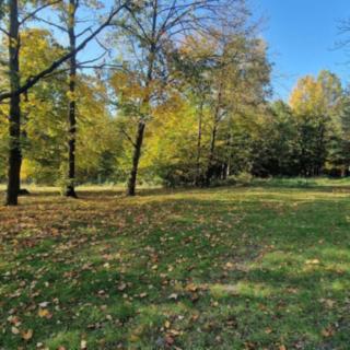 Prodej lesa 29 217 m² Staříč