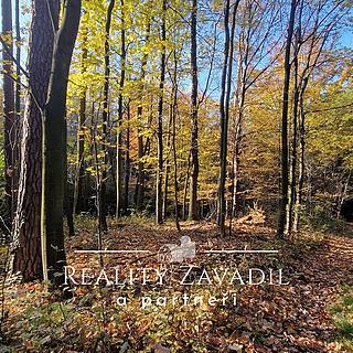 Prodej lesa 25462 m&sup2; Prostřední Bečva