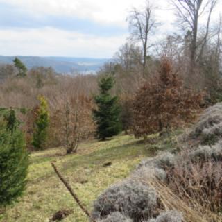 Dražba lesa 4059 m² Slapy