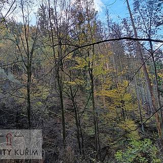 Prodej lesa 11 258 m² Horní Loučky