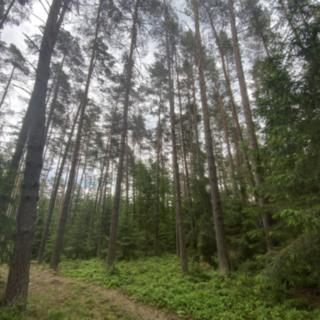 Prodej lesa 4 741 m² Blížejov Lštění