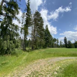 Prodej lesa 12 439 m² Pravonín
