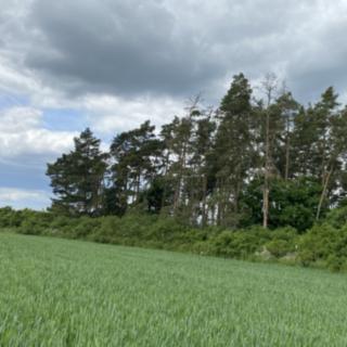 Prodej lesa 1 122 m² Blížejov Lštění