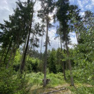 Prodej lesa 4 152 m² Blížejov Lštění