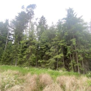Prodej lesa 3 197 m² Blížejov Lštění
