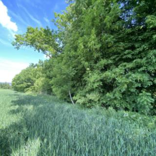 Prodej lesa 373 m² Třebovice