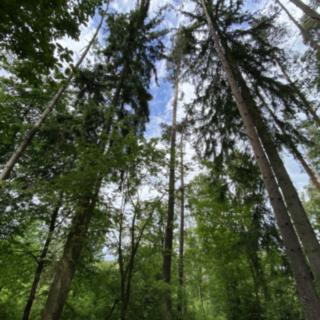 Prodej lesa 7 793 m² Blížejov Lštění