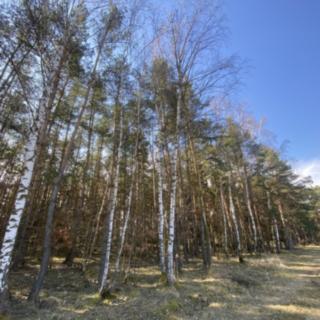 Prodej lesa 2 222 m² Všehrdy