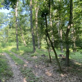 Prodej lesa 2 228 m² Roštění