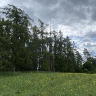 Prodej lesa 4 624 m² Blížejov Lštění
