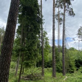 Prodej lesa 4 152 m² Blížejov Lštění