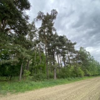 Prodej lesa 6627 m² Blížejov