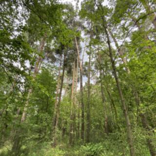 Prodej lesa 7793 m² Blížejov