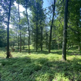 Prodej lesa 2228 m² Roštění