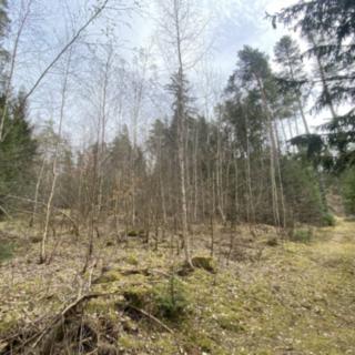 Prodej lesa 1511 m² Pačejov
