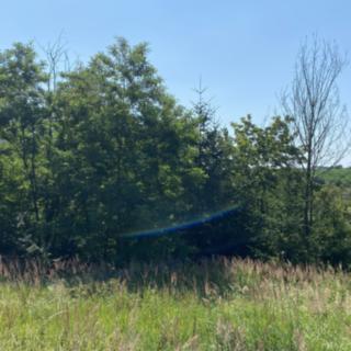 Prodej lesa 1 273 m² Kožichovice