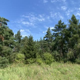 Prodej lesa 2084 m² Slavičky