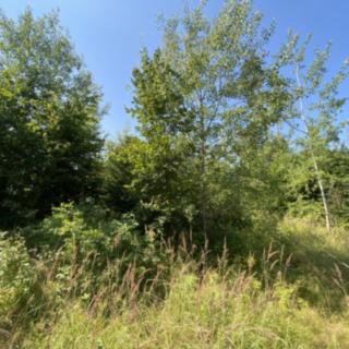 Prodej lesa 2269 m² Kožichovice