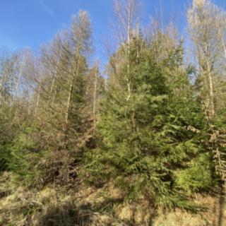 Prodej lesa 11 769 m² Ústí