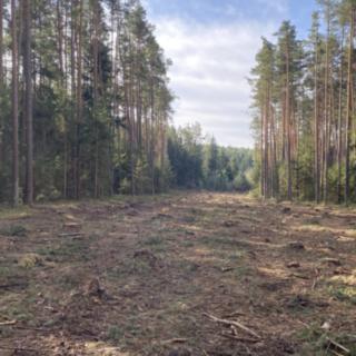 Prodej lesa 7 764 m² Újezdec