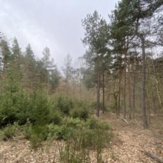 Prodej lesa 2 768 m² Miloňovice Sudkovice
