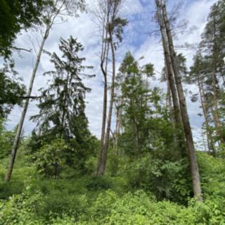 Prodej lesa 4 481 m² Blížejov Lštění
