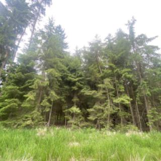 Prodej lesa 3197 m² Blížejov