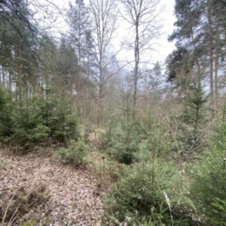 Prodej lesa 2 768 m² Miloňovice Sudkovice