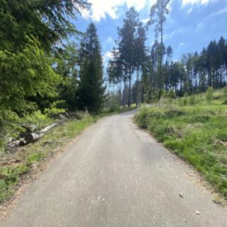 Prodej lesa 287 m² Kladruby